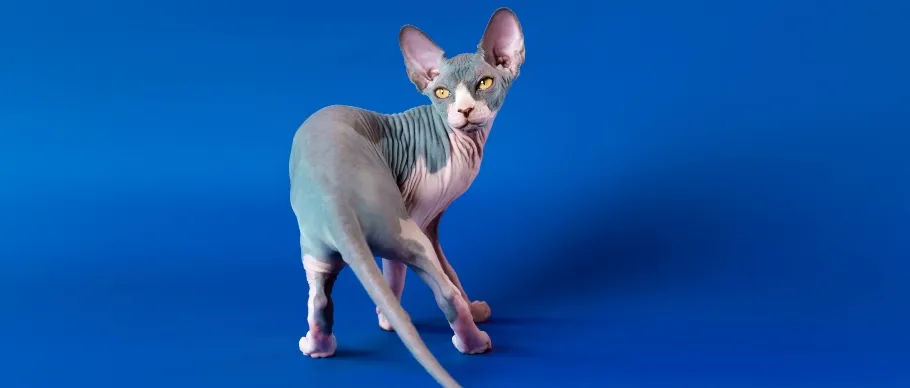 Sphynx cat displaying its hairless, suede-like skin