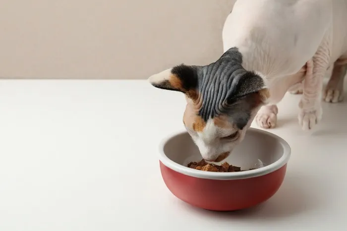 Sphynx cat enjoying a protein-rich meal