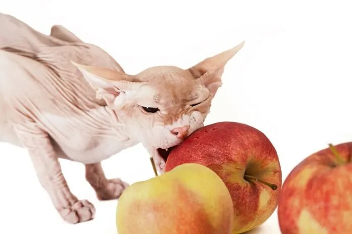 Sphynx cat playfully interacting with an apple