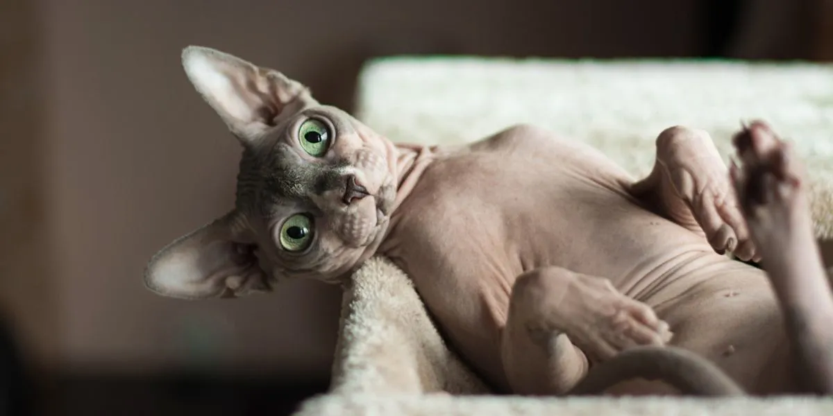 Sphynx cat posing elegantly with its unique hairless body
