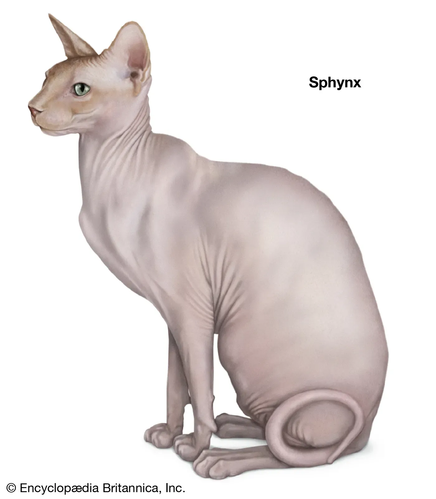 Sphynx cat showcasing its hairless, wrinkled skin