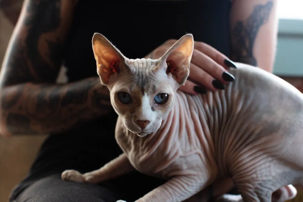 Sphynx - most affectionate cat breeds