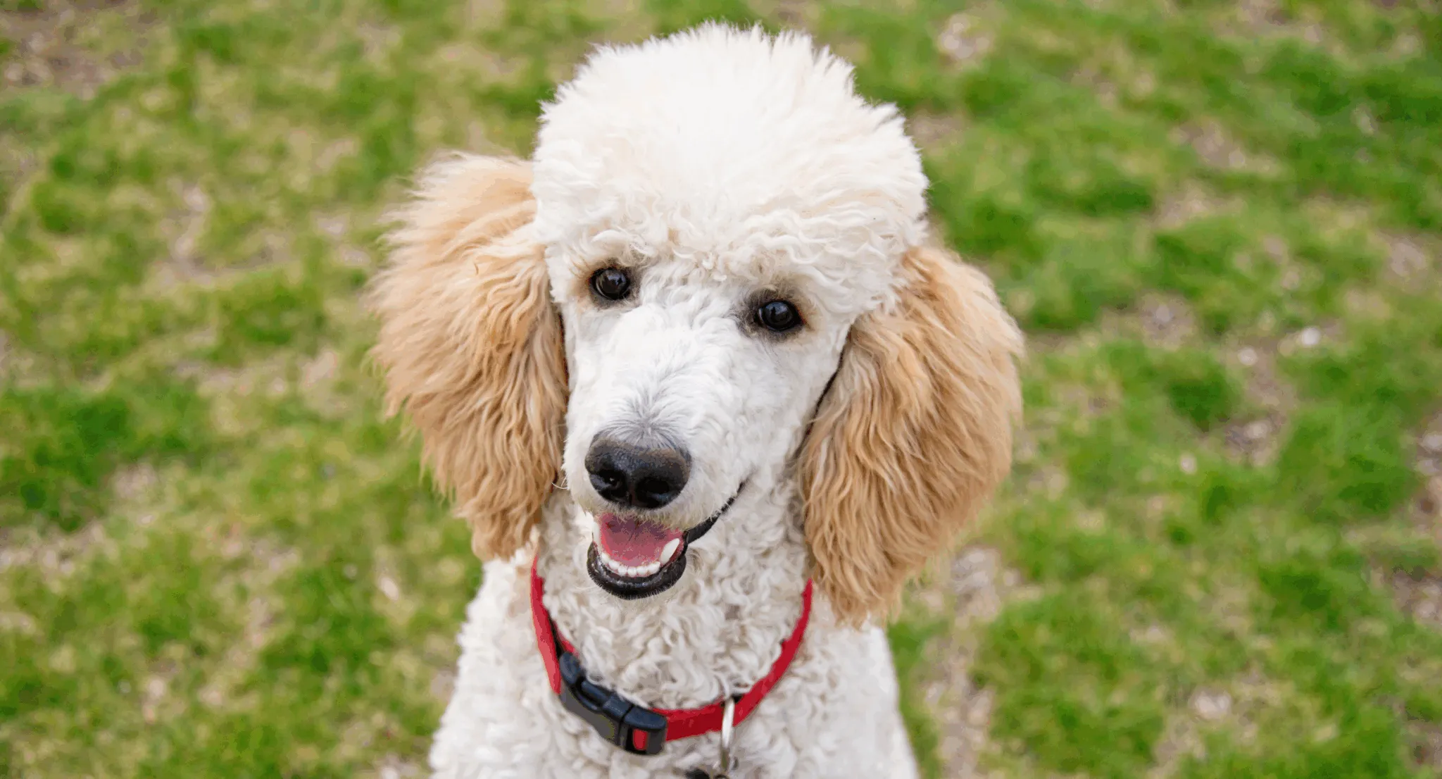 Standard Poodle assisting as guide dog