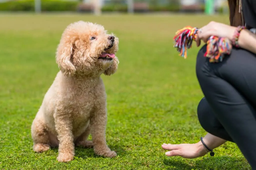 Standard Poodle trained as diabetic alert service dog