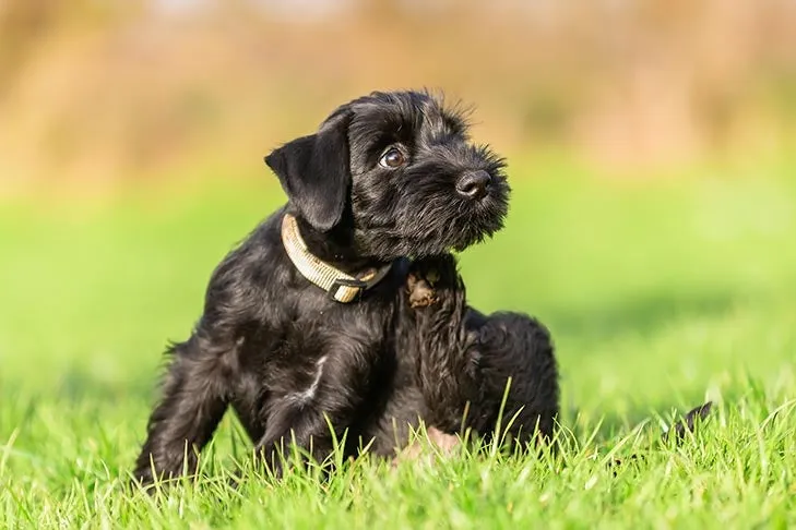 Standard Schnauzer puppy scratching himself in the grass, indicating potential skin irritation.