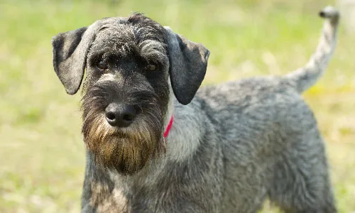 Standard Schnauzer with classic whiskered face