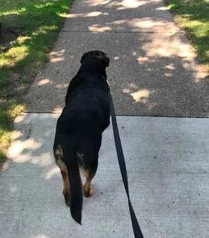 Starting the leashed walk with the Wag-tracked pup