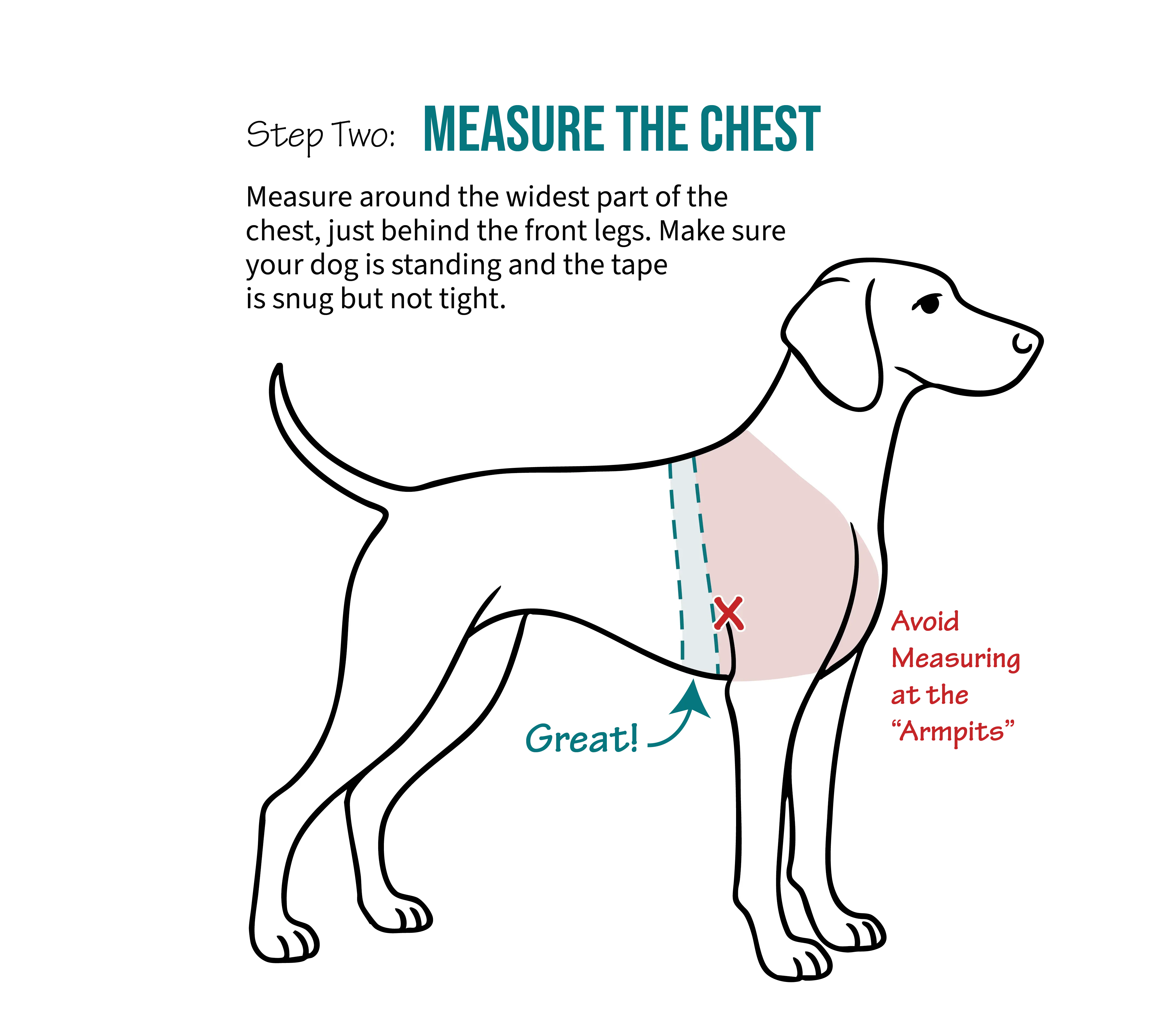 Step-by-step chest girth measurement behind the front legs on a standing Greyhound