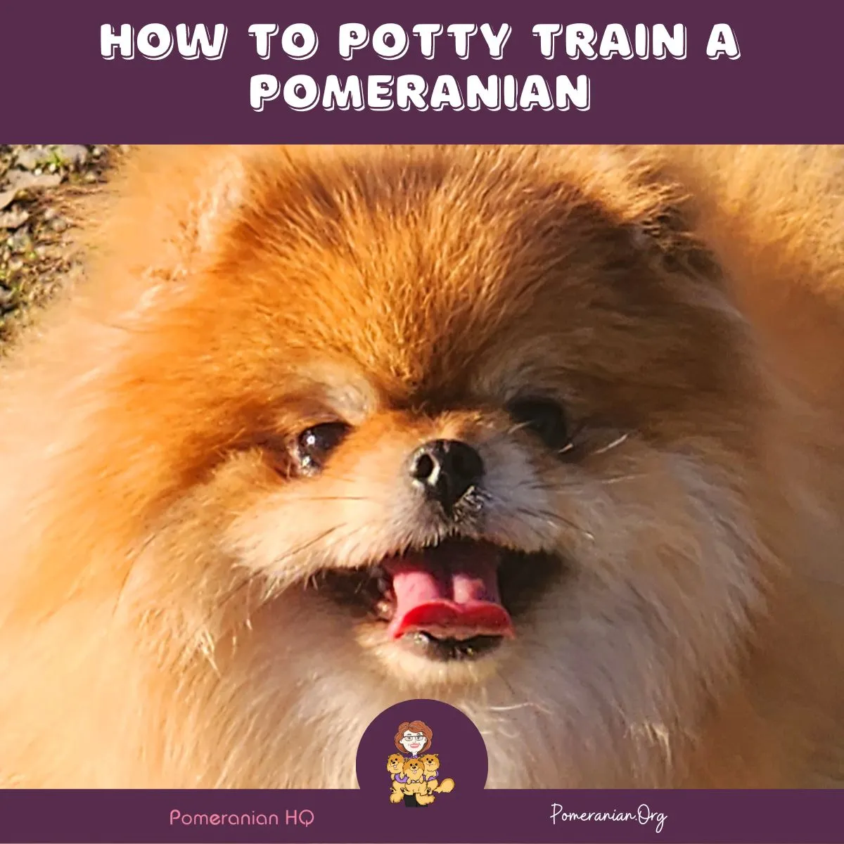 Step-by-step visual of potty training a Pomeranian