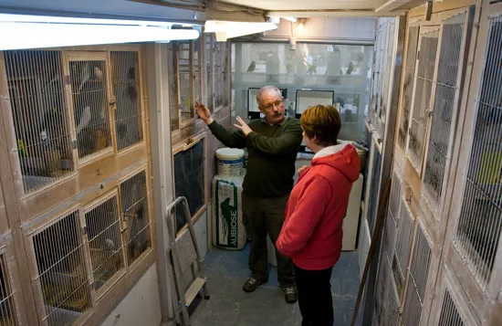 Steve Holland explaining budgerigar breeding concepts to a person named Pam