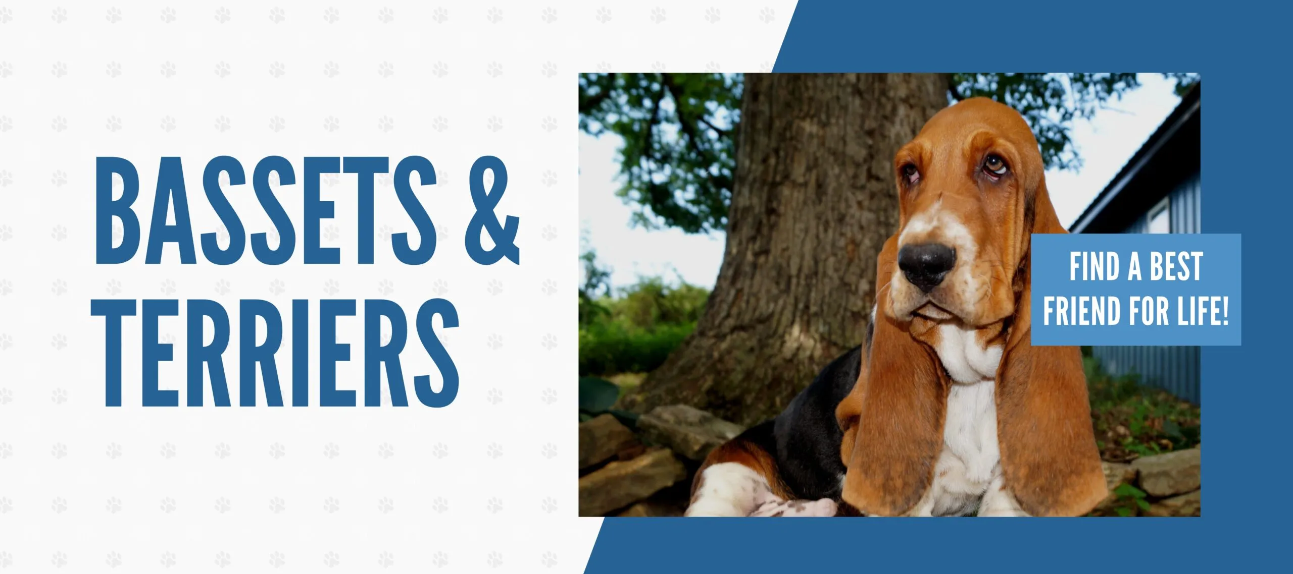 Stonewall Farm hero image showing Basset Hound breeding farm