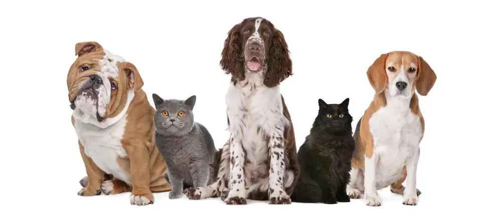 Store screenshot showing Pet Pantry & Dog Wash interior in Colorado Springs