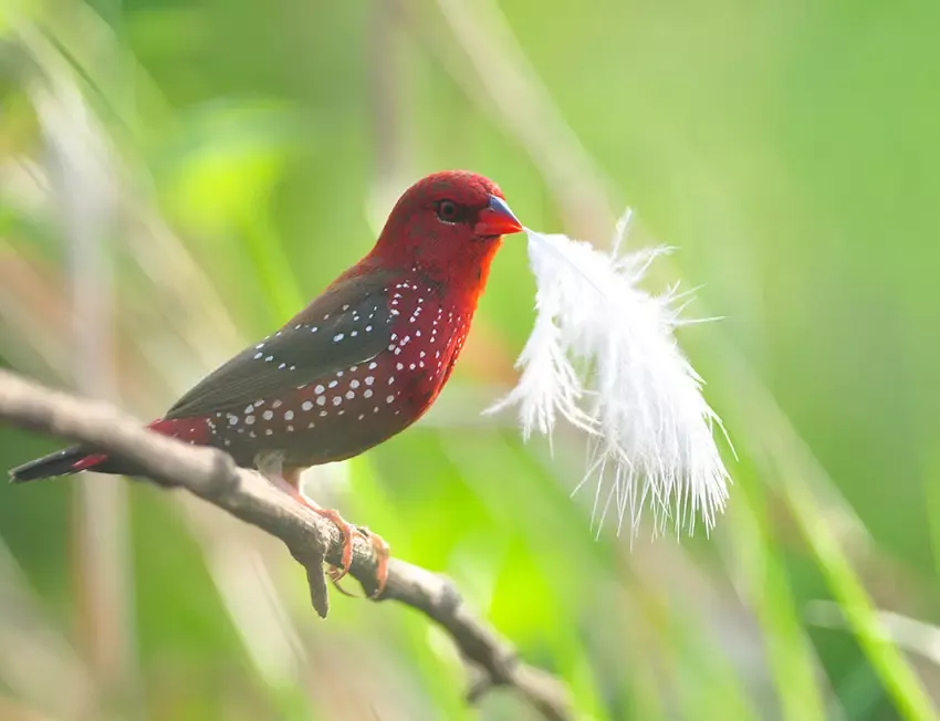 Strawberry Finch male displaying vibrant colors during courtship