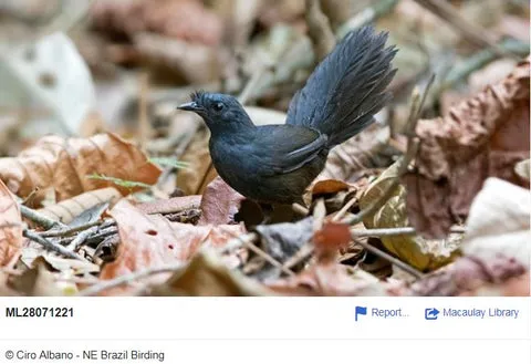 Stresemann's Bristlefront with its characteristic head feathers.