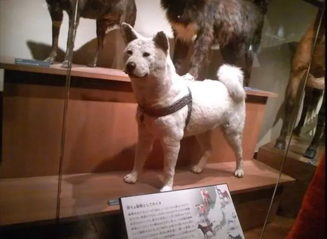 Stuffed Hachiko at the National Science Museum in Ueno, Tokyo