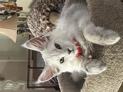 Stunning silver shaded Maine Coon kitten chilling relaxed