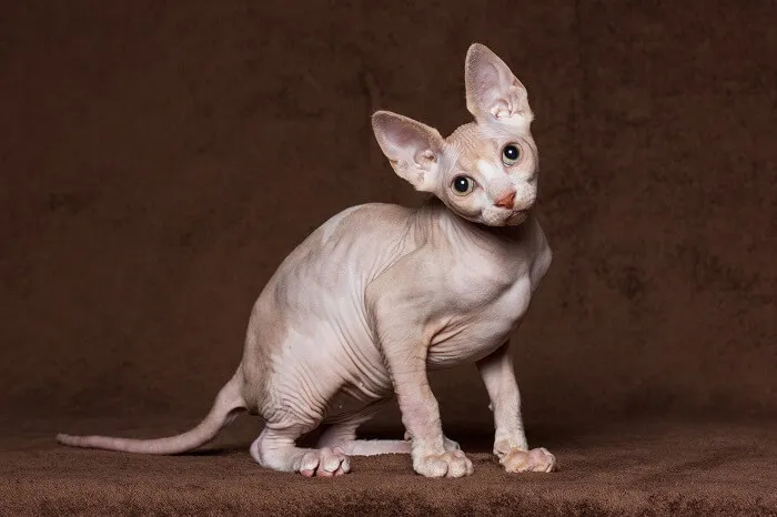 Stunning Sphynx cat displaying elegant bald features