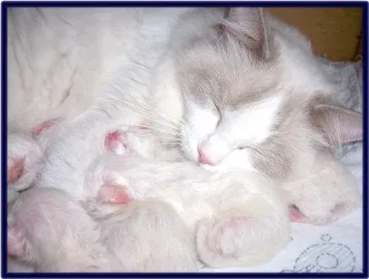 Summer Breeze lilac bicolor with kittens from Drouindolls