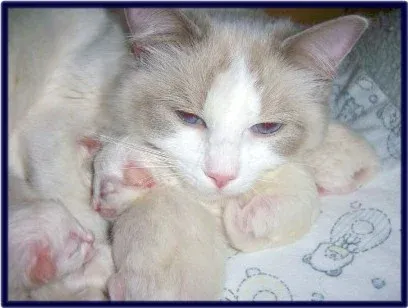 Summer Breeze snuggling kittens from Drouindolls