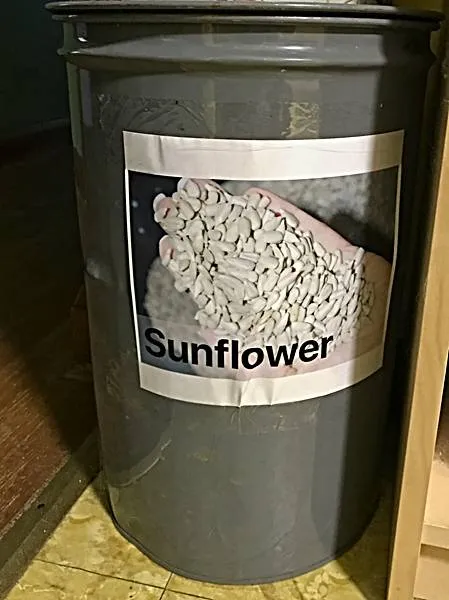 Sunflower Stored in an Old Metal Container