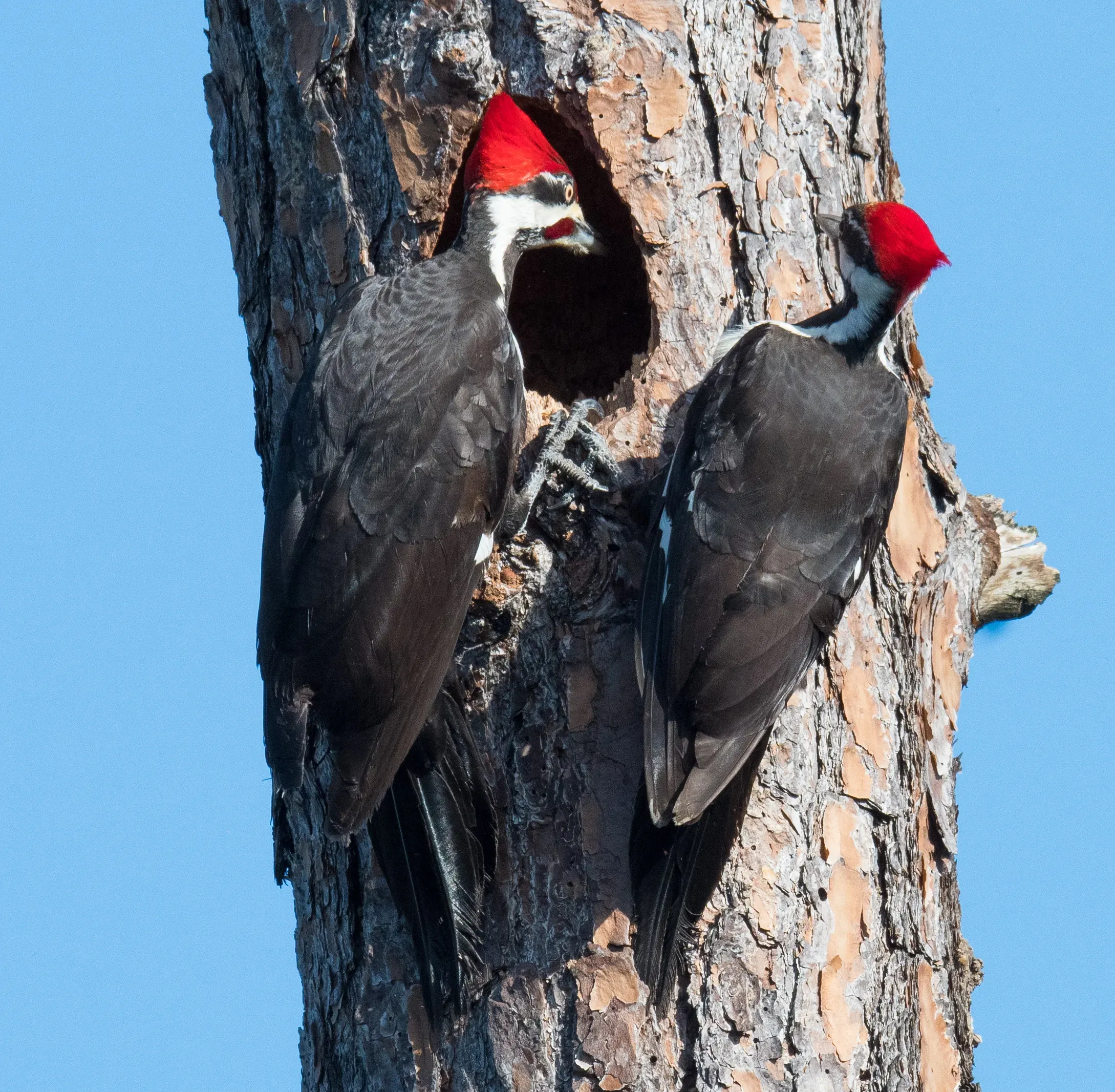 Sunlit Pileated Woodpecker at nest entrance
