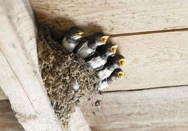Swallows commonly construct fascinating mud nests on the sheltered sides of homes and buildings, often under eaves.