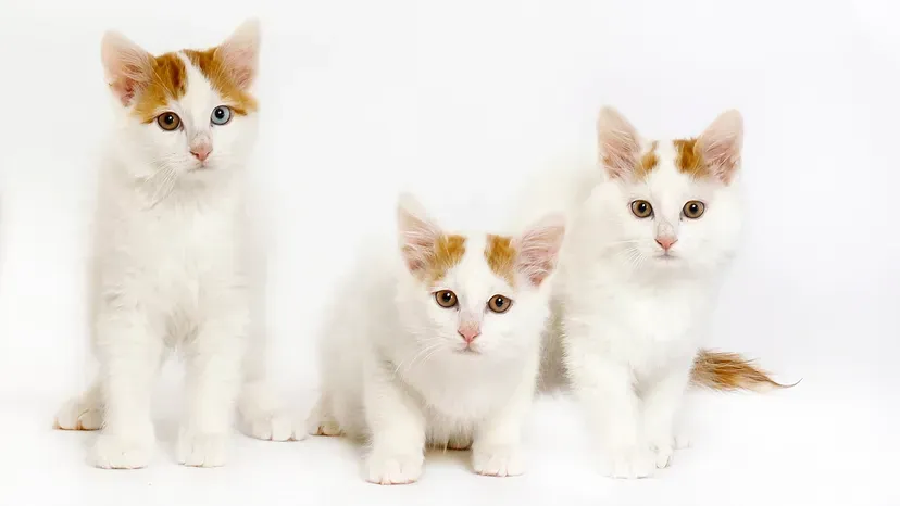 Swimming Turkish Van with head and tail markings