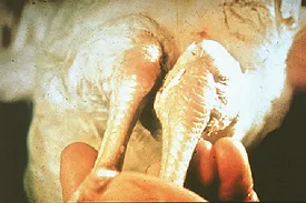 Swollen hock due to Mycoplasma synoviae