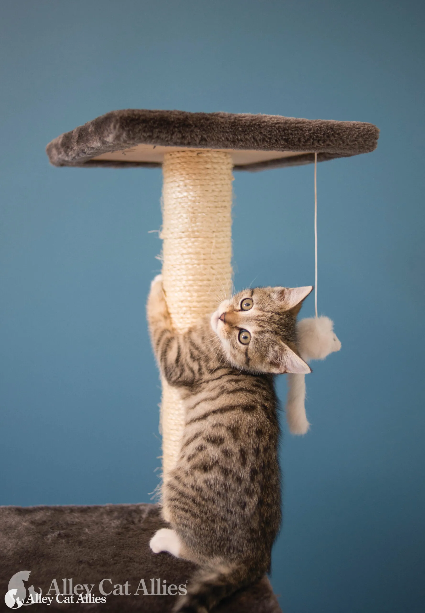 Tabby kitten playing on a scratching post