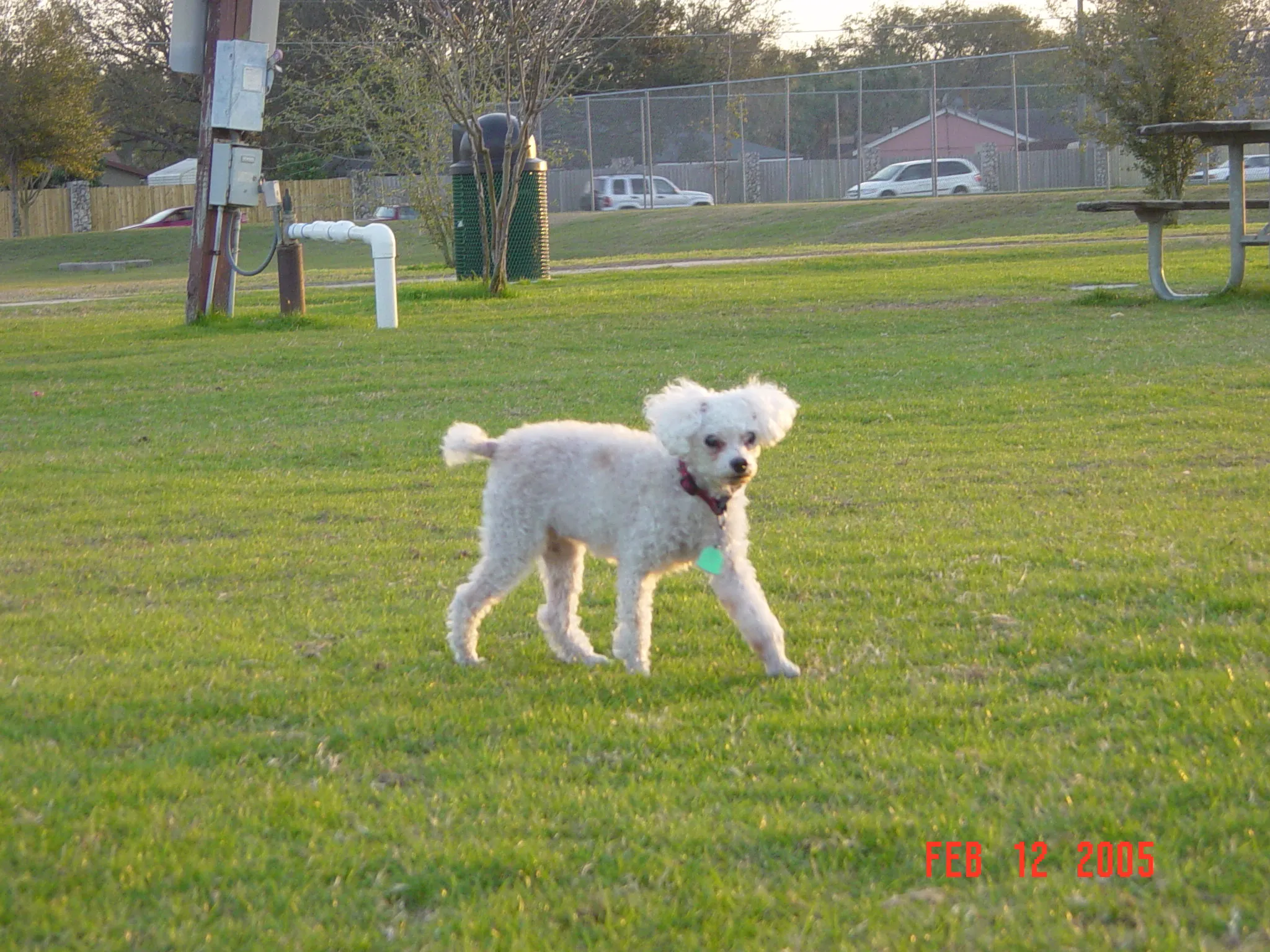 Tabby, the joyful and laid-back toy poodle, resting contentedly.