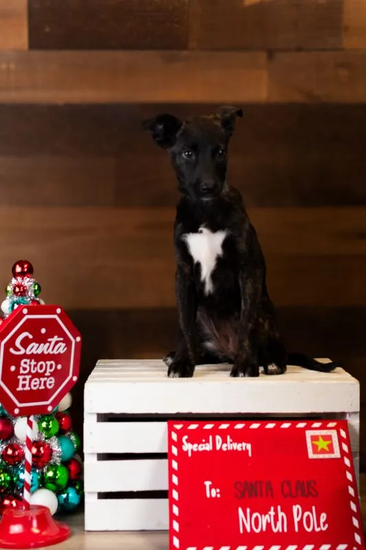 Taffy (#1003-25), Plott Hound Mix female puppy, 12 weeks