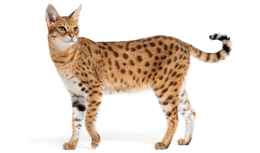 Tall Savannah cat with serval-like spots and elegant posture