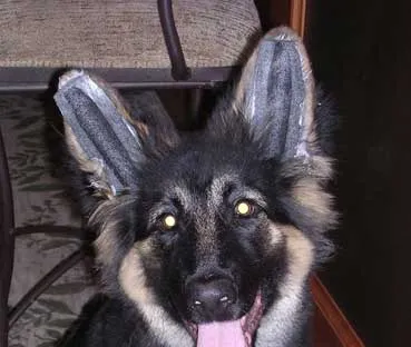 Taped ears on a young German Shepherd puppy post-application