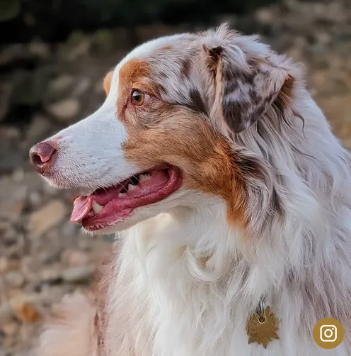 Taste of the Wild Virtual Pet Park