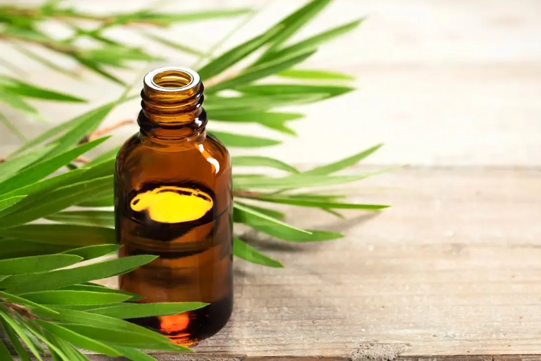 Tea tree essential oil for treating scabies in glass jar with leaves in background.