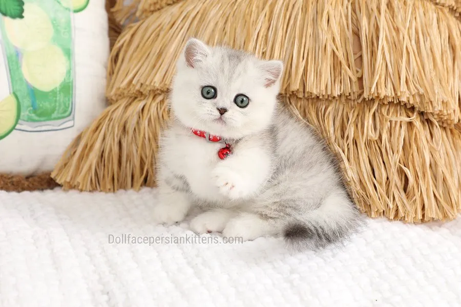 Teacup Rug Hugger Persian kitten in a cute pose