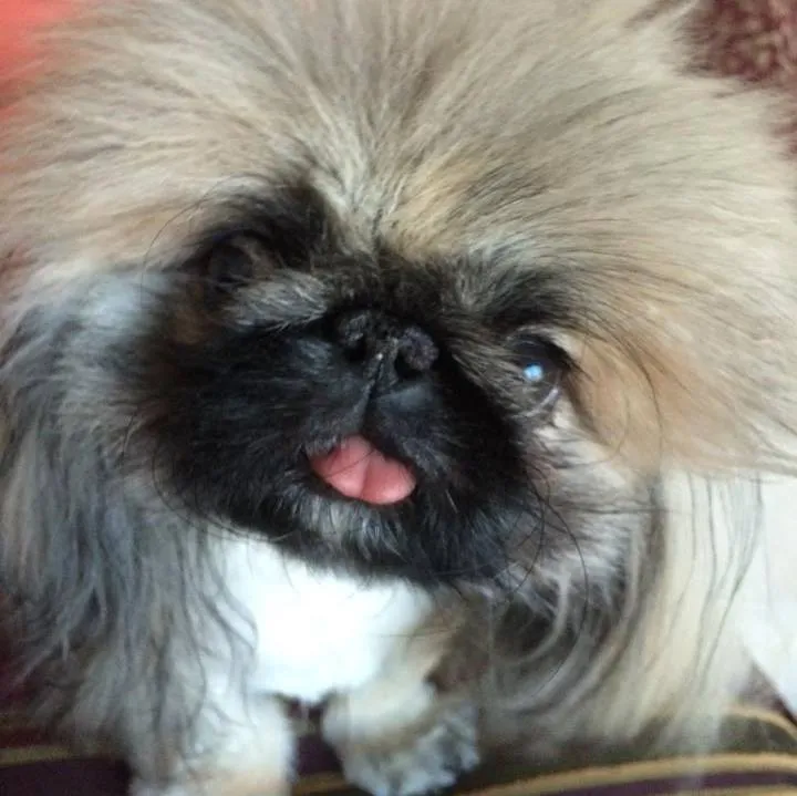 Team collaboration area at Parker Road Veterinary Hospital highlighting their commitment to pet care