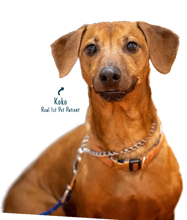 Team member caring for a pet at the clinic