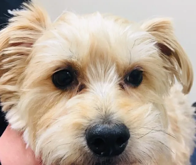 Tear staining in a middle-aged dog, showing reddish-brown discoloration beneath the eye.