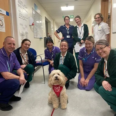 Teddy the Toodle receiving affection from Queen Elizabeth Hospital staff members