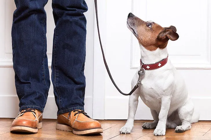 Terrier waiting by its owner at home waiting to go on a walk.