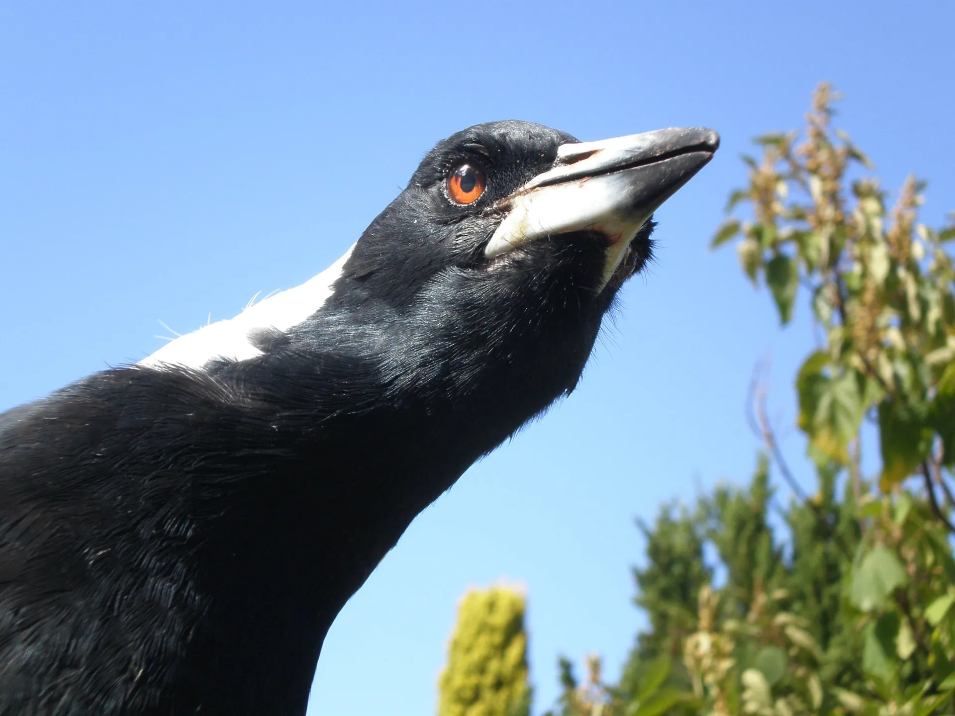 The curious magpie following the author’s movements in her home