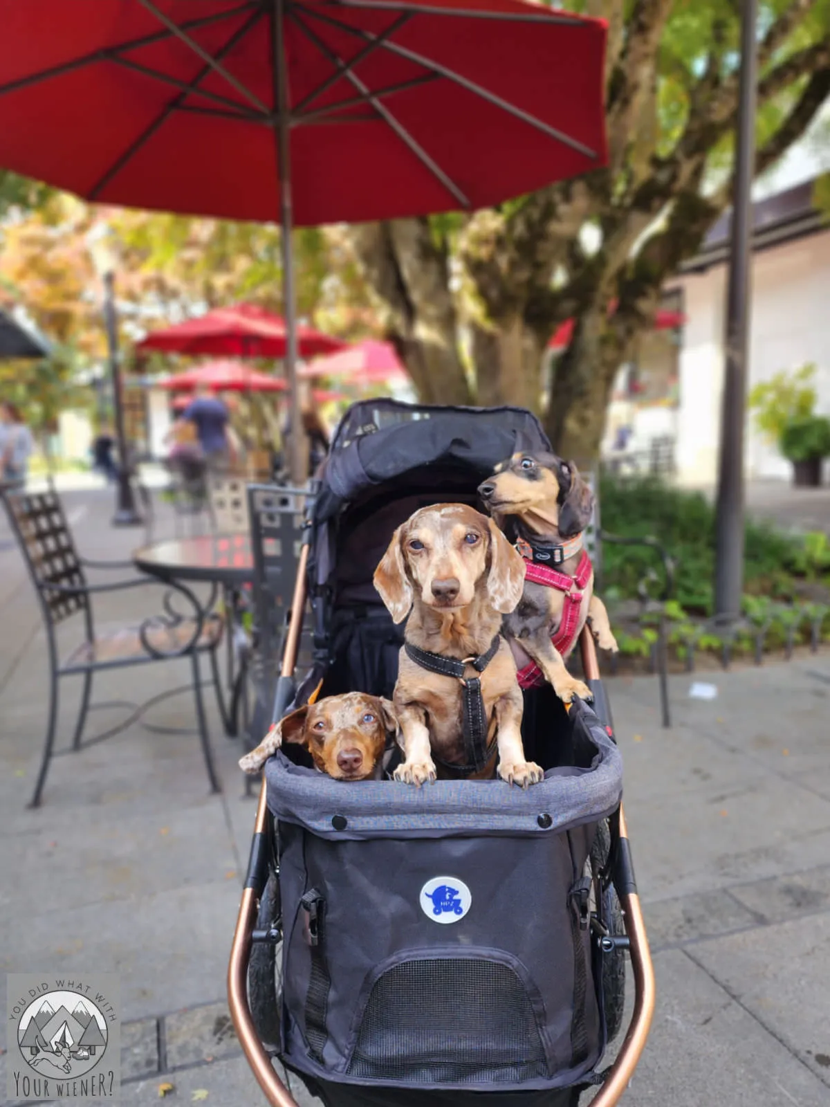 The HPZ Pet Rover Run Dog Pram in an outdoor setting, designed for active use