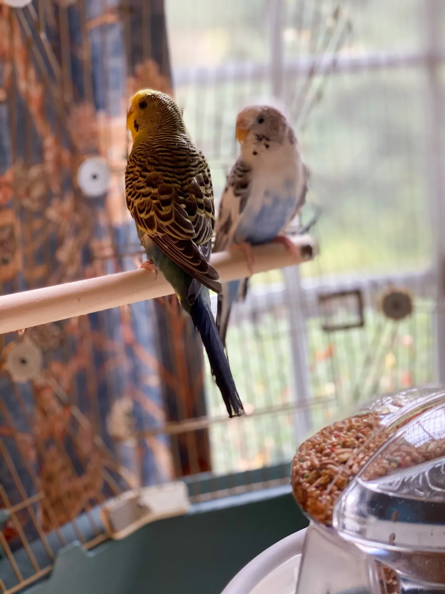 The parakeets in the Geo Bird Cage