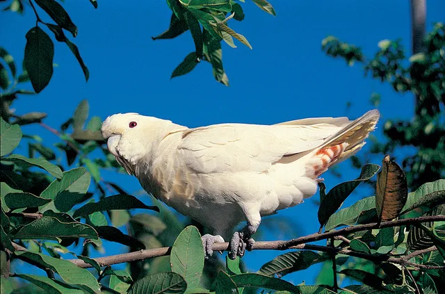 The Philippine Cockatoo, a species known for its aggressive tendencies, often displays striking white plumage.