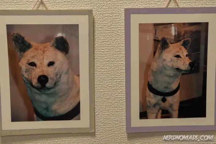 The preserved Hachiko on display at the National Museum of Nature and Science in Ueno, Tokyo