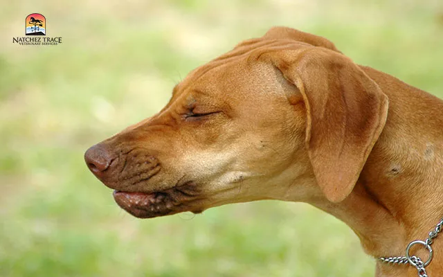 The symptoms of kennel cough include sneezing