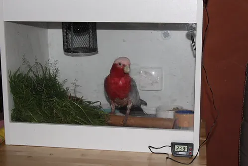 Thermostat-controlled heat globe maintaining 23-26°C range, with digital thermometer for accuracy