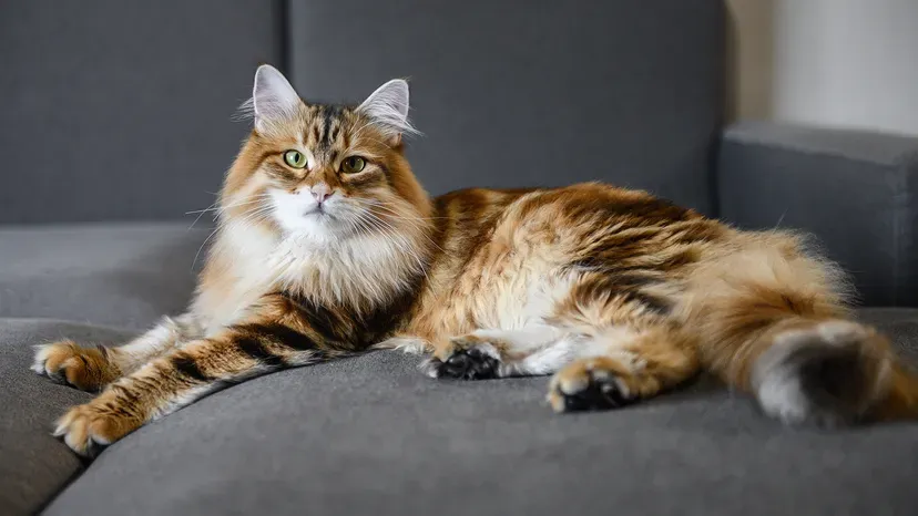 Thick-furred Siberian Forest cat in majestic pose