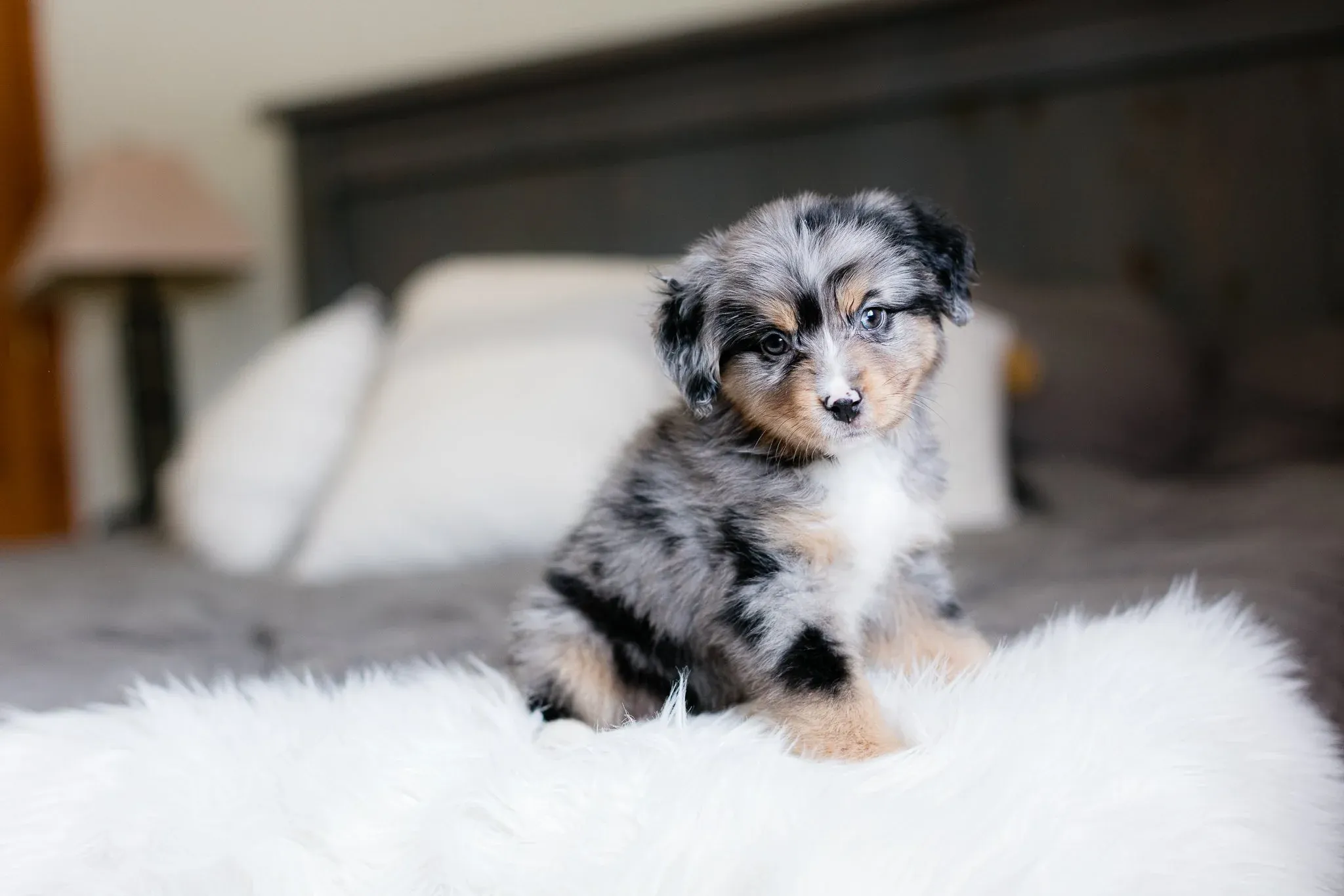 Three adorable Australian Mountain Doodles pose together, showcasing their unique fluffy coats.